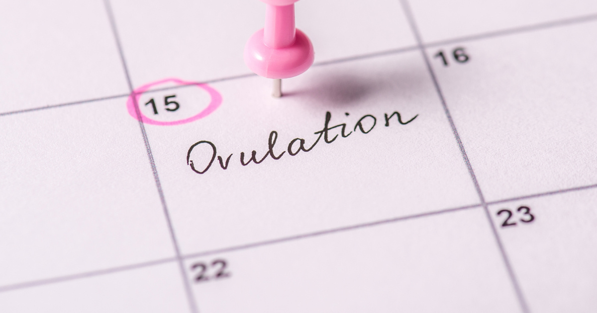 A calendar indicating the day of ovulation 